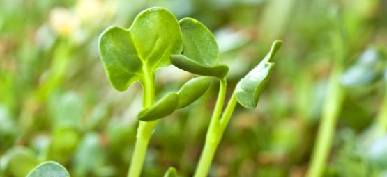 How To Grow Sprouts