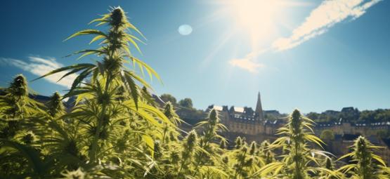 Another Win For Cannabis: Luxembourg To Legalise Cannabis