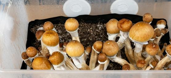 How To Grow Magic Mushrooms In A Monotub