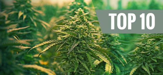 Top 10 Best Feminized Cannabis Strains