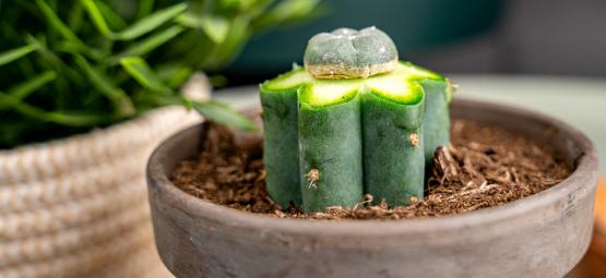 How To Graft Peyote