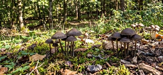 Creating A Magic Mushroom Outdoor Patch