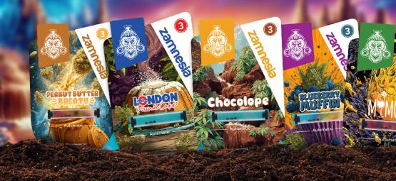 Strain showcase: Sugar Valley