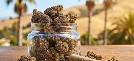Top 10 Best Cali Weed Strains