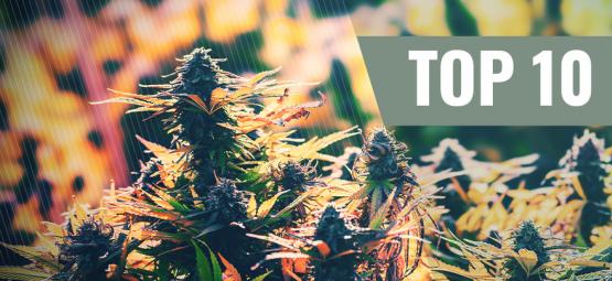 Top 10 Feminized Outdoor Cannabis Strains