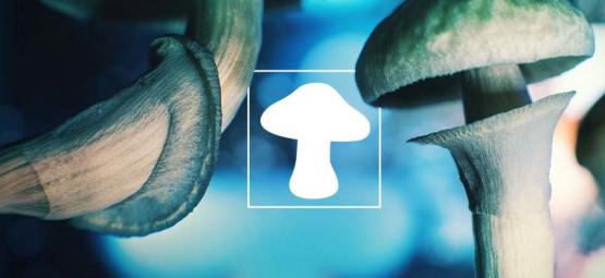 The Mushroom - Our Extraterrestrial Friend From Outer Space?