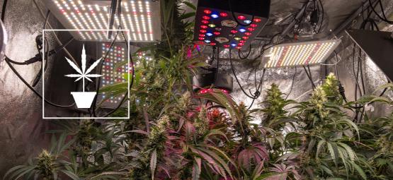 Simple Tips To Grow Better Weed