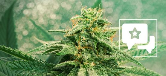 Strain Review: Blue Dream