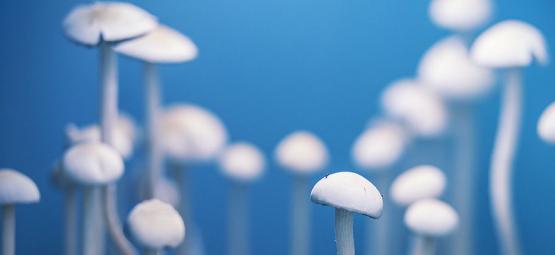 Magic Mushrooms: The Real Philosopher's Stones?