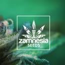 New Zamnesia Strain: Auto Purple CousKush