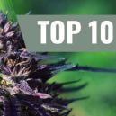 Top 10 Purple Cannabis Strains [2026]