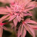 How To Fix Purple And Red Cannabis Stems