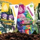 Zamnesia Strains Showcase: Discover Rare Gems