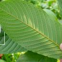 The history of kratom use